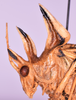 CollectionObject 1544716; 2fc0c8d5-e45b-4372-9102-30d884184b6b: male, head and pronotum lateral view (holotype). (CollectionObject).