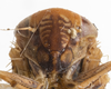 Head on Eutettix (Eutettix) discolor Hepner, 1942: (Observation).