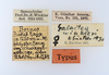 CollectionObject 1558793; 45bf295c-c385-46b4-bb43-c80acbd99aff: copyright ZMUH, Hamburg. female, data labels (paratype). (CollectionObject).