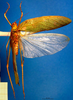 CollectionObject 1500559; d7f362d1-7eb5-4cb8-bbca-6e7b8427b0ec, DORSA BTgrasatS01: male, dorsal view (syntype). (CollectionObject).