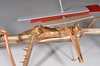 CollectionObject 1559876; 844cc4b3-630b-46e6-a05d-719e20513909: copyright ZMHB, Berlin. male: mid body, ventral view of Cyphocrania acanthomera (holotype), showing spines on hind femur. (CollectionObject).