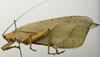 CollectionObject 1535078; c01a7bb7-e959-458c-a542-8c77e7c05b51: male, lateral view (lectotype). (CollectionObject).