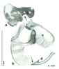 CollectionObject 1569231; 0c9eb6e8-f933-45c0-b0f3-61c42b3cdbdc: Original drawing by Heidi Hopkins © Heidi Hopkins. Holotype, adult male, genitalia, ventral view. (CollectionObject).