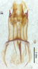 CollectionObject 1523682; 67da3785-dc28-4c80-87d3-3f7b2977fb99, ANSP1113: male genitalia, dorsal view (holotype). (CollectionObject).
