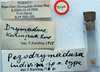 CollectionObject 1517388; cfcafd90-dc7f-4bc0-813e-286108e14fe1: labels (holotype). (CollectionObject).