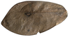 CollectionObject 1542258; INBio CRI000259352, 44dd512d-b8c0-477d-98c8-28ea6da1d25d: female, left tegmen, dorsal view (specimen from Costa Rica). (CollectionObject).