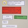 CollectionObject 1562972; 1352e632-389c-4b3a-881f-3ea91749d186: copyright Natural History Museum, London. male, data labels (paratype). (CollectionObject).;CollectionObject 1562973; f491bf24-c43d-4575-8225-d562efcae64a: copyright Natural History Museum, London. male, data labels (paratype). (CollectionObject).