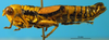 CollectionObject 1567401; e305e013-b331-4a55-84f9-9159868fe0b3: female, lateral view (syntype). (CollectionObject).