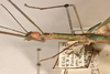 CollectionObject 1560538; 4b044015-c34f-4d17-a01d-a66c7f2b4151: copyright OUMNH. male: head & thorax, lateral view (holotype). (CollectionObject).