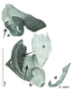 Arenivaga rehni Hebard: Original drawing by Heidi Hopkins © Heidi Hopkins. Adult male, genitalia, ventral view. (Otu).