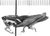 CollectionObject 1525552; 3ba8b594-726d-4c05-a52c-61b2c2100216: female, lateral view (lectoallotype of Leptomerinthoprora flavovittata). (CollectionObject).
