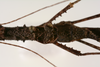 CollectionObject 1562366; 18015c91-8d6b-4b85-b5ad-3bd2e02bbe64: copyright ZMUH, Hamburg. female: mid-body, dorsal view (syntype). (CollectionObject).