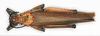 CollectionObject 1580389; 5cb1b014-415b-4464-b5b6-e95577cd7615: female, dorsal view (paralectotype of Phymateus grandidieri). (CollectionObject).