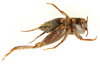 Modicogryllus (Modicogryllus) algirius finoti Chopard, 1967: male, ventral view (Type). (Otu).