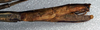 CollectionObject 1561646; NMW 349, 4c1bbda6-ad5e-4601-9742-4a505b7d719d: copyright NMW, Vienna. female: end of abdomen, lateral view (syntype). (CollectionObject).