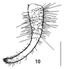 Arnobia ocellata (Ingrisch, 1994): cerci. (Otu).