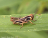 Melanoplus femurrubrum (De Geer, 1773): nymph. (Otu).