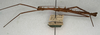 CollectionObject 1560165; f894a146-fd8e-4255-912f-3f45d251be4f: copyright NMW, Vienna. male, lateral view (syntype). (CollectionObject).;CollectionObject 1560166; cef25a65-8e6f-46f2-b314-4b300982cc5f: copyright NMW, Vienna. male, lateral view (syntype). (CollectionObject).