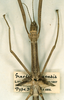 CollectionObject 1558839; fb7a5b8b-9ca8-4be9-ab88-856746ae1ad5: copyright CUMZ, Cambridge. female: head and thorax, dorsal view (syntype). (CollectionObject).