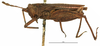 CollectionObject 1577160; OUM Type Orth 682, 736eb9a9-92c9-4d0d-91e2-bfd762dcb740: female, lateral view (syntype of Phaestus insularis). (CollectionObject).