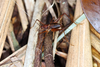 FieldOccurrence 695; 2ad9be77-2523-4877-a7a8-c3a45b7482fd; Brazil: Rio de Janeiro
Teresópolis, Parque Nacional da Serra dos Órgãos. Sede, 2019/08/09-2019/08/11
Pedro Souza-Dias, Adriano Siqueira, João Lima: Male. (FieldOccurrence).
