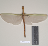Marmessoidea rosea (Fabricius, 1793): copyright Natural History Museum, London. female of synonym Necroscia marmessus (paralectotype). (Otu).