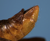 CollectionObject 1564448; e464a848-8f17-4b4c-9126-e57ea21341e2: male abdomen tip, lateral view. (CollectionObject).