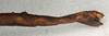 CollectionObject 1561112; NMW 562', 5e482751-8759-4684-bd93-d5f3131296c4: copyright NMW, Vienna. female: end of abdomen, lateral view (lectotype). (CollectionObject).
