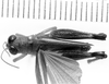 CollectionObject 1521519; 0e72f18d-1001-41df-b792-f689860906fc: Image Carbonell, C.S. male, dorsal view (holotype). (CollectionObject).