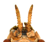 CollectionObject 1591399; 270adce3-a2d6-4189-9d34-ba6b6ce3ba6a: copyright IMQC Montreal. female antennae (holotype). (CollectionObject).