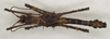 CollectionObject 1577049; 313d62c4-8fe0-4fea-ac1c-777a0eb59eda: copyright ZIN St. Petersburg. male, dorsal view (holotype). (CollectionObject).