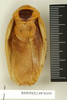 Blaberus scutatus Saussure & Zehntner, 1893: Copyright Natural History Museum, London. Syntype (adult male) in BM(NH). Dorsal view. (Otu).