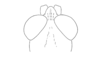 Exerythracris volcanica Rowell, 1995: Fig. 2D. male head, dorsal view. (Otu).