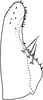 Subgenital plate, ventral view on Arboridia (Arboridia) sexprocessa Song, Li & Dietrich, 2016: Subgenital plate. (Observation).