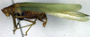CollectionObject 1500522; 8c756226-0d24-4a79-9394-09e3496f0293: male, lateral view (holotype). (CollectionObject).