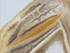 CollectionObject 1578298; 0c4ce193-a856-4a03-a665-592343d1b3e0: male, left stridulatory file. (CollectionObject).