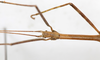 CollectionObject 1561480; 75e3de03-9f05-4be1-b4c7-e8a173e8faf7: copyright MHNG Geneva. male: head & thorax, dorsal view (syntype). (CollectionObject).