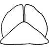 Subgenital plate: Subgenital plate. (Observation).