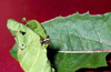 CollectionObject 1576962; c24b6049-b610-4eca-aa27-199b03c1b3ac, CH6790: male nymph. (CollectionObject).