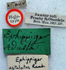 CollectionObject 1516719; 1003f346-b9f5-41a9-9605-1a84054075c5: labels (holotype). (CollectionObject).