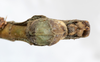 CollectionObject 1557314; 45f89d24-1a96-4478-9e78-82cb6e4f0af8: copyright NMW, Vienna. male: end of abdomen, ventral view (holotype). (CollectionObject).