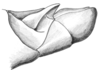 Dichroplus silveiraguidoi Liebermann, 1956: Fig. 7. male abdomen tip, lateral view. (Otu).
