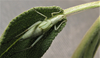 Oecanthus salvii Collins, 2020: 5th-instar nymph. (Otu).