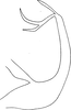 Aedeagus, lateral view on Edwardsiana ishidai (Matsumura, 1932): Aedeagus, lateral view (Sapporo). (Observation).