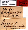 CollectionObject 1507064; a01aa1bc-d4aa-4805-a0f1-1cd3c8170d0d: labels (holotype of Aucacris hebardi). (CollectionObject).