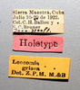 Other on Gaeta grisea (Metcalf & Bruner, 1925) now Gaeta maestralis (Metcalf & Bruner, 1925): (Observation).