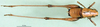 CollectionObject 1502390; 01dc25de-2635-4b3f-a1b9-7117fa125e04: male, dorsal view. (CollectionObject).