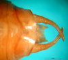 CollectionObject 1502911; e4e58ae3-53e9-41a3-a94a-44dc3106dab6: male cerci. (CollectionObject).
