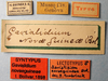 CollectionObject 1585626; c228f011-b8ec-4c8f-86c6-f09630b169c4: labels (lectotype). (CollectionObject).