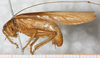 CollectionObject 1531284; NMW 15.460, 2fd990fc-f692-48ef-bcc2-4716a1d81b70: male, lateral view (syntype). (CollectionObject).